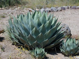 agave-plant