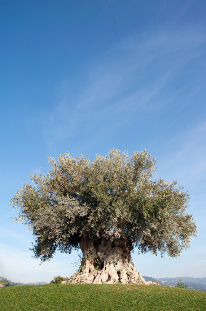 2000 jaar oude olijfboom
